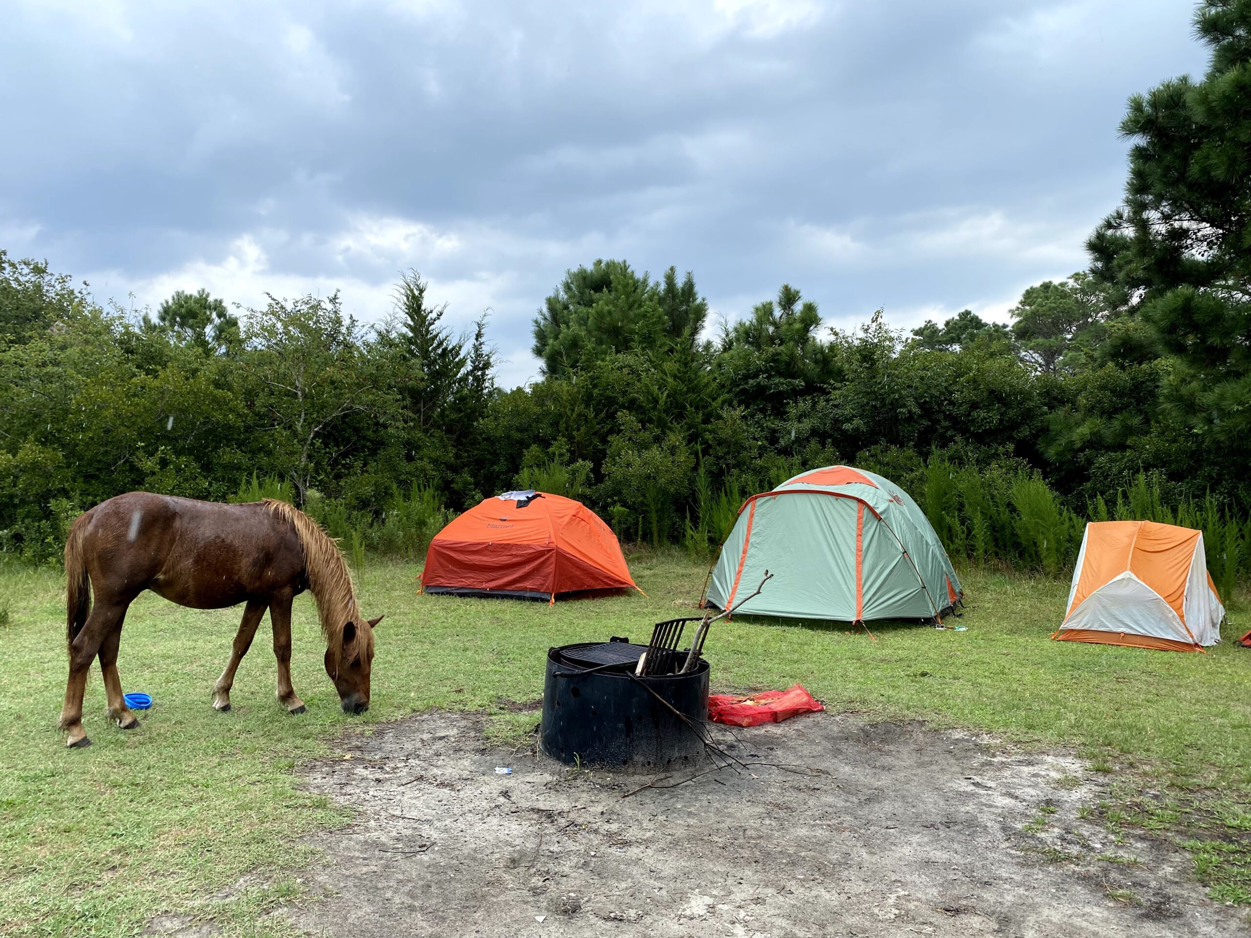 Assateague Island: Ultimate Camping Guide - Unrestricted Roads